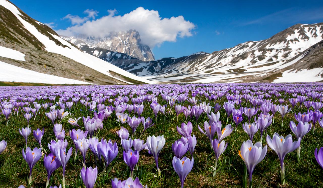 Fioritura di crochi a Campo Imperatore in Abruzzo a maggio con montagne innevate del Gran Sasso